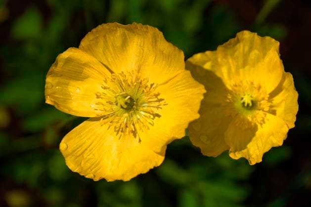 Gelber Islandmohn (Papaver nudicaule), Botanischer Garten, Erlangen, Mittelfranken, Bayern, Deutschland, Europa *** Gelber Iceland poppy Papaver nudicaule , Botanist Garden, Gain, Middle Franconia, Bavaria, Germany, Europe Copyright: imageBROKER HelmutxMeyerxzurxCapellen ibxmzc08302579.jpg