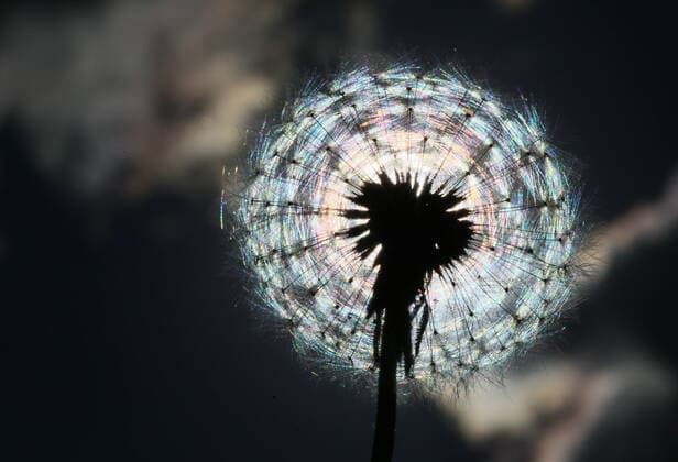 IMAGO Nature: Unsere Erde, Pflanzen: Bedrohte Planzenarten in Deutschland IVANOVO REGION, RUSSIA â€“ JUNE 4, 2022: A dandelion. Vladimir Smirnov TASS  TS13404C
