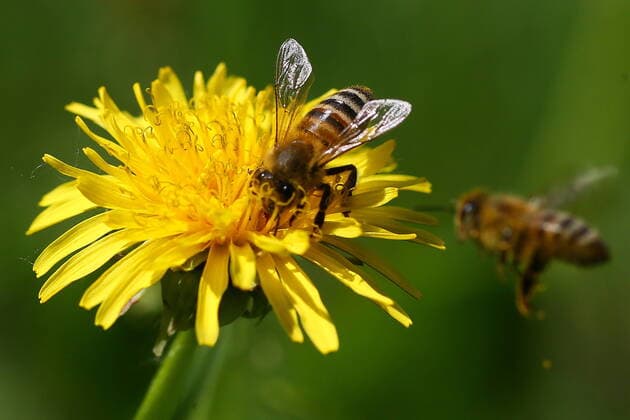 IMAGO Nature: Unsere Erde, Tiere, Gestreifte Tierarten IVANOVO REGION, RUSSIA â€“ JUNE 4, 2022: A bee sits on a flower. Vladimir Smirnov TASS  TS134069