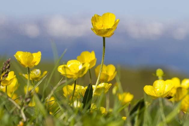  Blühender Berghahnenfuß (Ranunculus montanus), wächst auf der Alp, Col de Pailheres, Ariege Pyrenäen, Midi-Pyrenäen, Frankreich, Juni, Europa *** Blühender Mountain ranunculus Ranunculus montanus , grows at the alp, COL de pailheres, Ariege pyrenees, Midi pyrenees, France, June, Europe Copyright: imageBROKER/FLPAx/xRichardxBecker iblhoj05606680.jpg