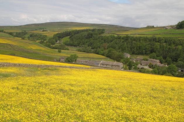  Blick auf Bergwiesen mit blühendem Wiesenhahnenfuß (Ranunculus acris), Swaledale, Yorkshire Dales, North Yorkshire, England, Juni *** View at Mountain meadows with flourishing meadow buttercup Ranunculus acris , Swaledale, Yorkshire dales, North Yorkshire, England, June Copyright: imageBROKER/FLPAx/xRogerxWilmshurst iblhoj05607480.jpg