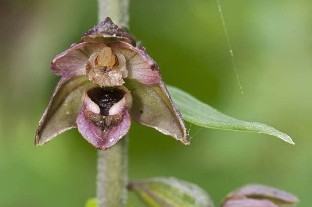 Breitblättrige Stendelwurz, Breitblättrige Sumpfwurz, Breitblättriger Sitter (Epipactis helleborine), Breitblättrige Stendelwurz, Breitblättrige Sumpfwurz, Breitblättriger Sitter, Orchideen, Broad-leaved Helleborine close-up of flower, Kent, England, Großbritannien, Europa *** broadleaf stiltroot, broadleaf swamproot, Breitblättriger Sitter Epipactis helleborine , broadleaf stiltroot, broadleaf swamproot, Breitblättriger sitter, orchids, Broad leaved helleborine Close up of flowers kent, England, Great Britain, Europe Copyright: imageBROKER FLPAx xRobertxCanis iblhoj05607882.jpg