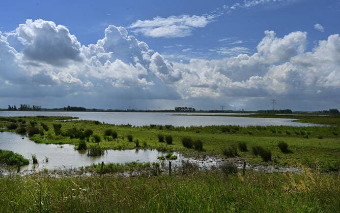 Der Nationalpark de Biesbosch 2022 NLD, Niederlande, Werkendam: Der Nationalpark de Biesbosch , hier am 1.6.2022 in Werkendam, ist ein Naturschutzgebiet , welches sich per Elektro-Schiff oder zu Fuß schonend und erholsam erkunden laesst. NLD, Netherlands, Werkendam: The National Park de Biesbosch , here on 1.6.2022 in Werkendam, is a nature reserve , which can be explored by electric boat or on foot gently and relaxing. Biesbosch *** The National Park de Biesbosch 2022 NLD, Netherlands, Werkendam The National Park de Biesbosch , here on 1 6 2022 in Werkendam, is a nature reserve , which can be explored by electric boat or on foot gently and relaxing Biesbosch