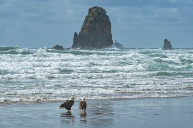 USA, Oregon Coast, Oregon, Clatsop County, Cannon Beach, Haliaeetus leucocephalus, bald eagle on beach Cannon Beach 