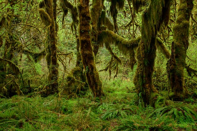 IMAGO Nature: Unsere Erde, Naturschutz, Naturschutzgebiete in Nordamerika USA;Pacific Northwest, Washington, Olympic Peninsula, Olympic National Park,Hoh Rain Forest, UNESCO, World Heritage Forks 