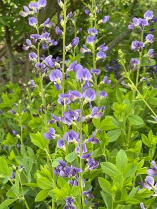 Faerberhuelse, Baptisia tinctoria, ist eine wichtige Heilpflanze mit blauen Blueten und wird viel in der Medizin verwendet. Sie ist eine Staude und gehoert zu den Faerber-Pflanzen. Shell dyer, Baptisia tinctoria, is an important medicinal plant with blue flowers and is widely used in medicine. It is a perennial and belongs to the dyer plants. Faerberhuelse, Baptisia australis, Tinctoria, Indigolupine *** Shell dyer, Baptisia tinctoria, is an important medicinal plant with blue flowers and is widely used in medicine It is a perennial and belongs to the dyer plants Shell dyer, Baptisia tinctoria, is an important medicinal plant with blue flowers and is widely used in medicine It is a perennial and belongs to the dyer plants Faerberhuelse, Bap