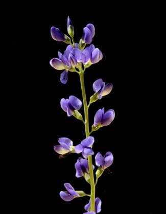 Faerberhuelse, Baptisia tinctoria, ist eine wichtige Heilpflanze mit blauen Blueten und wird viel in der Medizin verwendet. Sie ist eine Staude und gehoert zu den Faerber-Pflanzen. Shell dyer, Baptisia tinctoria, is an important medicinal plant with blue flowers and is widely used in medicine. It is a perennial and belongs to the dyer plants. Faerberhuelse, Baptisia australis, Tinctoria, Indigolupine *** Shell dyer, Baptisia tinctoria, is an important medicinal plant with blue flowers and is widely used in medicine It is a perennial and belongs to the dyer plants Shell dyer, Baptisia tinctoria, is an important medicinal plant with blue flowers and is widely used in medicine It is a perennial and belongs to the dyer plants Faerberhuelse, Bap
