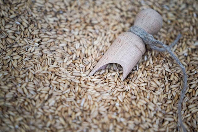 IMAGO Nature: Unsere Erde, Klimawandel, Ernährung, Pflanzen der Zukunft, Hafer Symbolbild Hafer Symbolfoto Hafer Getreide, Vollkorn, ganzes Korn Deutschland *** Symbol image oats symbol photo oats cereal, whole grain, whole grain Germany