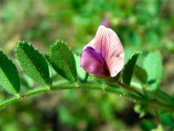 IMAGO Creative: Veganuary, fleischlos leben IMAGO Nature: Unsere Erde, Klimawandel, Ernährung, Pflanzen der Zukunft, Kichererbse Kichererbse, Kicher-Erbse (Cicer arietinum), bluehende Kirchererbse bush garbanzo bean, chickpea (Cicer arietinum), blooming BLWS668050 *** Chick-pea, Chickpea Pea Cicer arietinum , blooming chickpea Bush garbanzo beans chickpea Cicer arietinum , blooming BLWS668050 Copyright: xblickwinkel A.xJagelx