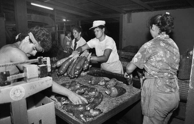 Costa Rica, San JosÃ , 15.08.1991. Archiv.: 29-04-30 San JosÃ Foto: Yuca-Farm in einem Vorort von San JosÃ , Yuca (Manko) wird gewogen und gewaschen San JosÃ *** Costa Rica, San JosÃ , 15 08 1991 Archive 29 04 30 San JosÃ photo Yuca farm in a suburb of San JosÃ , Yuca mank is weighed and washed San JosÃ
