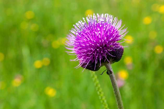 Bach-Kratzdistel (Cirsium rivulare), Oberstdorf, Oberallgäu, Allgäu, Bayern, Deutschland, Europa *** Bach Kratzdistel Cirsium rivulare , oberstdorf, Oberallgaeu, allgaeu, Bavaria, Germany, Europe Copyright: imageBROKER HarryxLaub ibxhal08320515.jpg