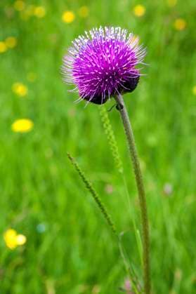 Bach-Kratzdistel (Cirsium rivulare), Oberstdorf, Oberallgäu, Allgäu, Bayern, Deutschland, Europa *** Bach Kratzdistel Cirsium rivulare , oberstdorf, Oberallgaeu, allgaeu, Bavaria, Germany, Europe Copyright: imageBROKER HarryxLaub ibxhal08320516.jpg