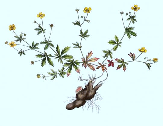 Blutwurz, Potentilla erecta, auch Dilledapp, Durmentill, Natternwurz, Rotwurz, Ruhrwurz, Siebenfinger oder Tormentill, Historisch, digital restaurierte Reproduktion einer Vorlage aus dem 19. Jahrhundert Tormentilla officinalis Potentilla erecta, syn. Tormentilla erecta, Potentilla laeta, Potentilla tormentilla, known as the, common tormentil, septfoil or erect cinquefoil, historical, digital improved reproduction of an original from the 19th century