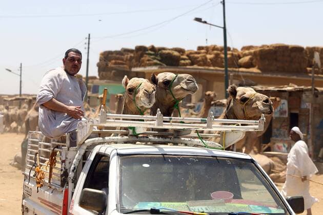 News Themen der Woche KW23 (220610) -- CAIRO, June 10, 2022 -- People transfer camels at Berkash camel market, some 50 kilometers northwest to Cairo, Egypt, on June 10, 2022. ) EGYPT-CAIRO-BERKASH CAMEL MARKET AhmedxGomaa 