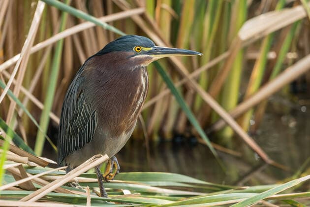 Creative Highlights World A Green Heron, Butorides virescens, in a wetland marsh in the South Padre Island Birding Center, Texas. South Padre Island South Padre Island Birding and Nature Center Texas United States Copyright: xJonxG.xFullerx 3502-JGF-birds-Green Heron-US-TX