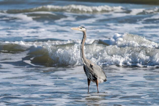 Creative Highlights World A Great Blue Heron, Ardea herodia, wading in the surf in the interdal zone of the beach on South Padre Island, Texas. South Padre Island North Shore beach Texas United States Copyright: xJonxG.xFullerx 0021-JGF-birds-Great Blue Heron-US-TX