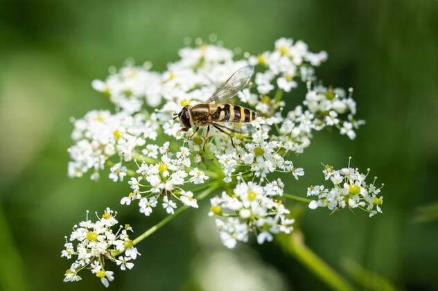 Creative Highlights World Eine Schwebefliege auf einer Pflanze. Denkingen Baden-Württemberg Deutschland *** A hover fly on a plant Denkingen Baden Württemberg Germany