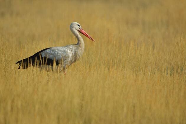IMAGO Nature: Unsere Erde, Klimawandel, Dürren Weißstorch (Ciconia ciconia) im dürren Grasfeld im Seewinkel, Neusiedler See, Burgenland, Österreich, Europa *** White stork Ciconia Ciconia at Droughts Grass field at Seewinkel, Neusiedler Lake, burgenland, Austria, Europe Copyright: imageBROKER/GeraldxAbele iblgda08319566.jpg
