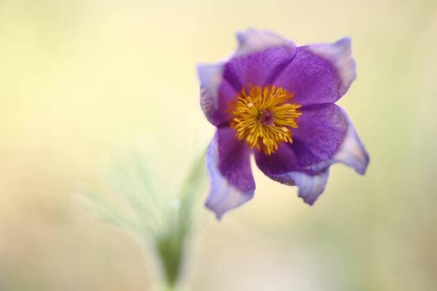 Creative Highlights World Gewöhnliche Kuhschelle (Pulsatilla vulgaris) in Thüngersheim, Bayern, Deutschland, Europa *** usual Kuhschelle Pulsatilla vulgaris in Thüngersheim, Bavaria, Germany, Europe Copyright: imageBROKER/GeraldxAbele iblgda08319594.jpg