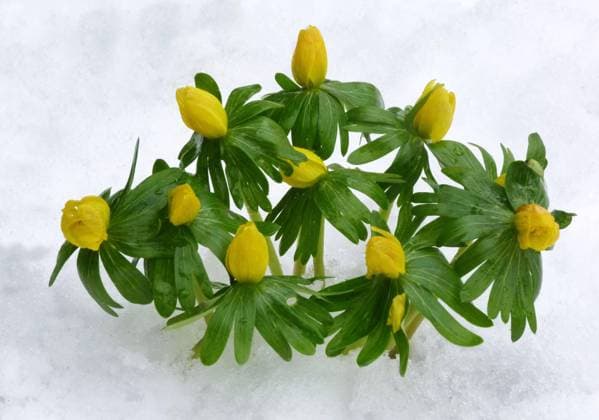 Blühender Winter-Aconit (Eranthis hyemalis), durch Schnee auftauchend, Leicestershire, England, Februar *** Blühender Winter Aconit Eranthis hyemalis , through Snow emerging, Leicestershire, England, February Copyright: imageBROKER/FLPAx/xGianpieroxFerrari iblhoj05605686.jpg