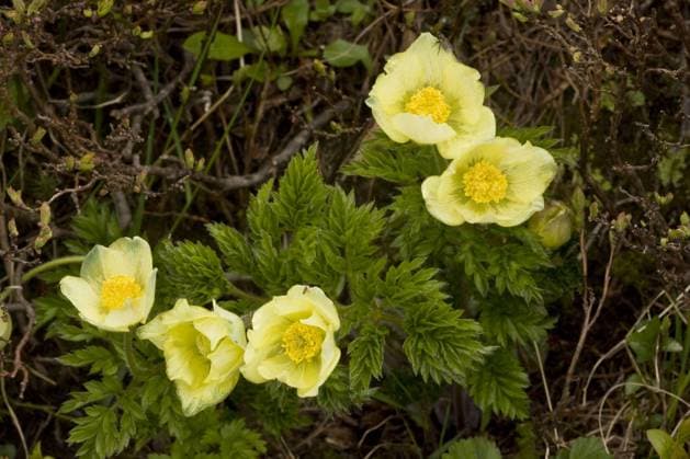  Blühende Gelbe Alpen Pasqueflower (Pulsatilla alpina apiifolia), Schweizer Alpen, Schweiz, Juni, Europa *** Flowering Yellow Alps Pasqueflower Pulsatilla Alpina apiifolia , Swiss Alps, Switzerland, June, Europe Copyright: imageBROKER/FLPAx/xBobxGibbons iblhoj05605982.jpg