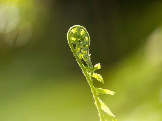 Junges Straußenfarnblatt (Matteuccia struthiopteris) rollt sich auf, Leoben, Steiermark, Österreich, Europa *** Young one ostrich fern leaf Matteuccia struthiopteris rolls itself on, Leoben, styria, Austria, Europe Copyright: imageBROKER Karl-HeinzxSchein ibxksc08302422.jpg