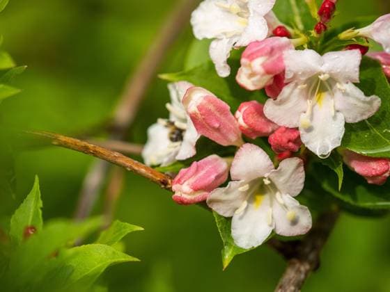  Blüten und Knospen einer Weigelie (Weigela), Leoben, Steiermark, Österreich, Europa *** Flowers and Buds a Weigelie Weigela , Leoben, styria, Austria, Europe Copyright: imageBROKER/Karl-HeinzxSchein ibxksc08310638.jpg