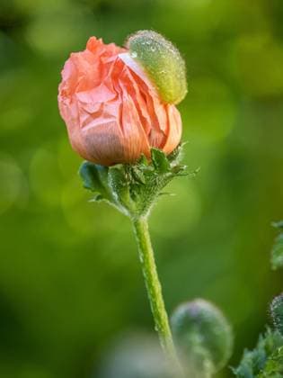  Orientalischer Mohn (Papaver orientale), Leoben, Steiermark, Österreich, Europa *** Oriental Mohn Papaver Orientale , Leoben, styria, Austria, Europe Copyright: imageBROKER/Karl-HeinzxSchein ibxksc08319294.jpg