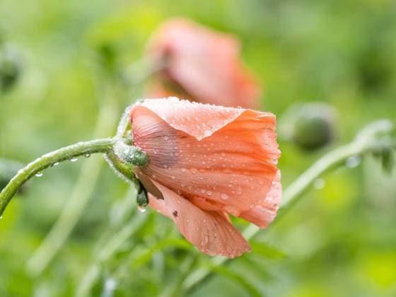  Regentropfen auf Orientalischem Mohn (Papaver orientale), Leoben, Steiermak, Österreich, Europa *** Raindrops at oriental Mohn Papaver Orientale , Leoben, Styria, Austria, Europe Copyright: imageBROKER/Karl-HeinzxSchein ibxksc08319334.jpg