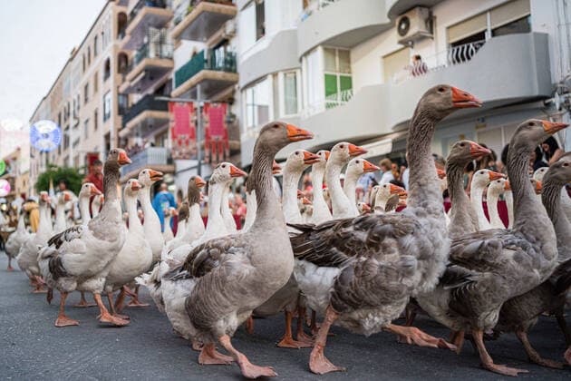 Bilder des Jahres 2022, News 06 Juni News Themen der Woche KW23 News Bilder des Tages Spanien, traditionalle Parade zum Fest der Mauren und Christen in Moraira June 12, 2022, Teulada Moraira, Alicante, Spain: ducks during the parade in Moraira, Alicante, Spain. The traditional parade of Moors and Christians festivities in Teulada Moraira, Alicante, Spain, are celebrated again after two years due to the restrictions of the pandemic. According to tradition, these festivities commemorate the battles that were fought during the Reconquest in which the Christians of the kingdoms of Spain conquered the domains occupied by the Muslims. Teulada Moraira Spain - ZUMAs197 20220612_zaa_s197_420 Copyright: xDiegoxRadamesx