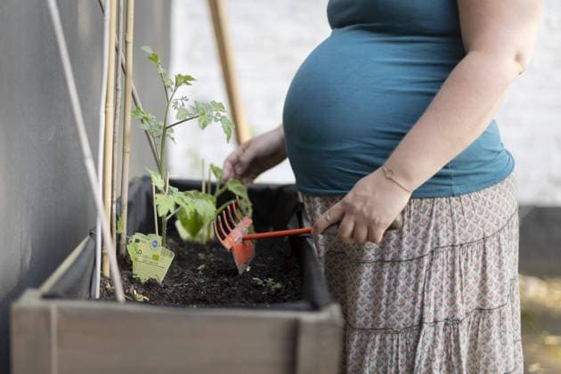 IMAGO Creative: Garten, Anbau im Hochbeet Schwangere Frau an einem Blumenbeet Bonn Deutschland *** Pregnant woman at a flower bed Bonn Germany Copyright: xUtexGrabowsky photothek.dex