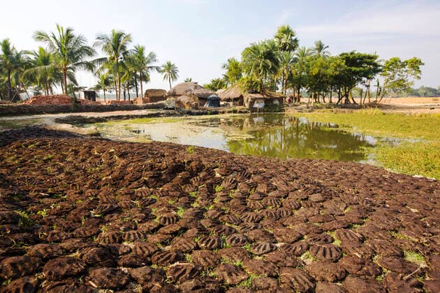 IMAGO Nature: Unsere Erde, Energiequellen, Biomasse Cow dung pats drying out to be used as biofuel for traditional clay ovens by subsistence farmers in the Sunderbans, eastern India. December 2013.  1592051 AshleyxCooper