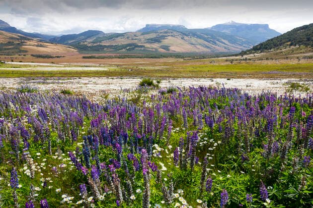 Lupin (Lupinus sp) flowering in profusion alongside Daisies. In valley south of Torres del Paine National Park, Patagonia, Chile. January 2020.  1665355 AshleyxCooper