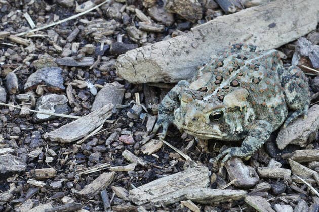 IMAGO Nature: Unsere Erde, Tiere, Tierische Meister der Tarnung American Toad American toad (Anaxyrus americanus) in Markham, Ontario, Canada, on June 10, 2022. Markham ONTARIO Canada  Copyright: xCreativexTouchxImagingxLtdx originalFilename: friedman-american220610_np6T3.jpg