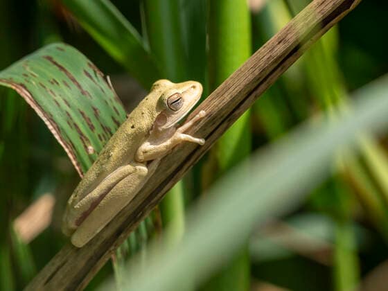 Creative Highlights World Adult frog from the order Anura, Pouso Allegre, Mato Grosso, Pantanal, Brazil, South America Copyright: MichaelxNolan 1112-6675