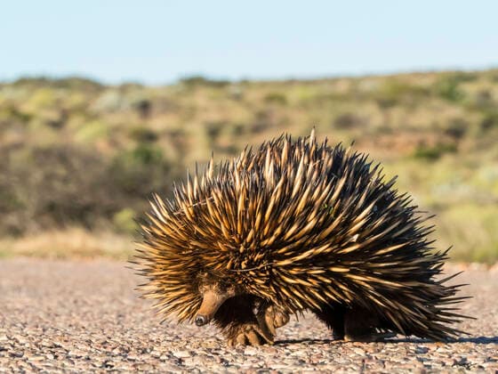 IMAGO Nature: Unsere Erde: Tierwelt: H?ssliche Tiere Short-beaked echidna (Tachyglossus aculeatus), crossing the road, Cape Range National Park, Western Australia, Australia, Pacific Copyright: MichaelxNolan 1112-6751