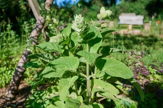 Natur Muskatellersalbei Muskatellersalbei (Salvia sclarea), auch Muskat-Salbei, Roemischer Salbei, Scharlei, Scharlauch und Scharlachkraut. Die Nutzpflanze wird als Heilpflanze und Gewuerz genutzt. 10.6.2022, Gladowshoehe *** Nature clary sage clary sage Salvia sclarea , also clary sage, red sage, scarlet sage and scarlet herb The useful plant is used as a medicinal plant and spice 10 6 2022, Gladowshoehe