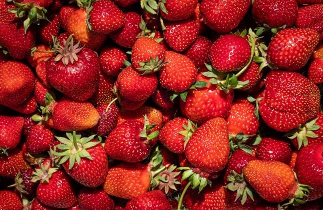 Reife Erdbeeren liegen in einer Box auf einem Erdbeerfeld zum selber pflücken. Rottweil Baden-Württemberg Deutschland *** Ripe strawberries lying in a box on a strawberry field to pick yourself Rottweil Baden Württemberg Germany