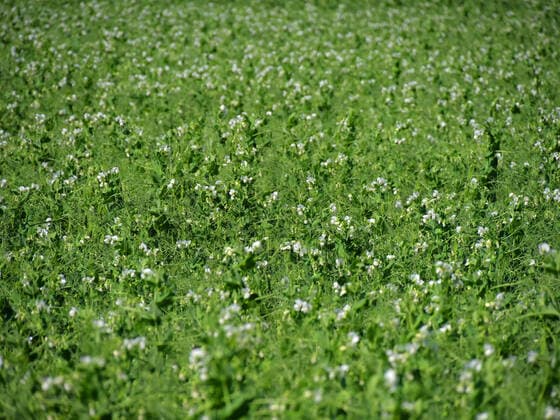 IMAGO Nature: Unsere Erde, Klimawandel, Ernährung, Pflanzen der Zukunft, Futtererbse Futtererbsen auf einem Feld in Northeim in Niedersachsen in Deutschland Futtererbsen auf einem Freilandfeld in Niedersachsen. *** Forage peas on a field in Northeim in Lower Saxony in Germany Forage peas on an open field in Lower Saxony