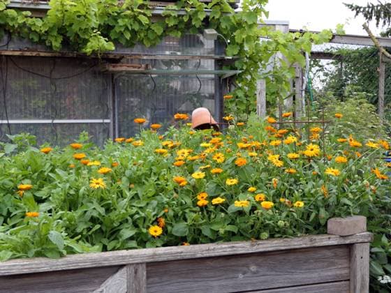 IMAGO Creative: Garten, Anbau im Hochbeet Garten, Hochbeet mit blühenden Ringelblumen, essbare Blütenblätter *** Garden, raised bed with flourishing marigolds, edible Petals 1088814019