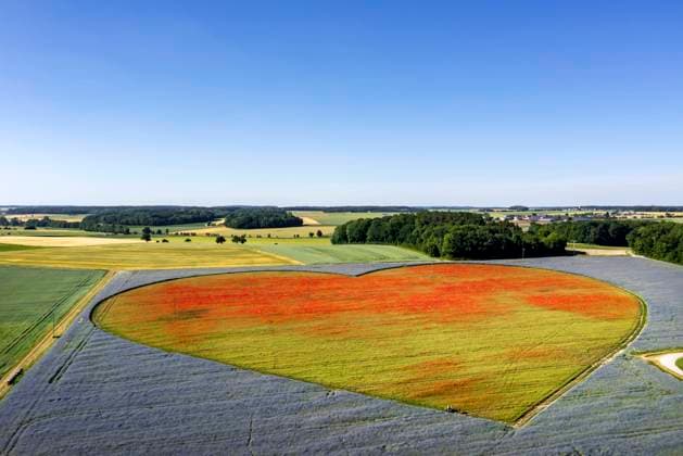 Bilder des Jahres 2022, News 06 Juni News Bilder des Tages Blühendes Herz als Zeichen für herzkranke Kinder. Auf einer Fläche von rund zehn Hektar blühen in Blaufelden in der Hohenloher Ebene Millionen von Kornblumen (Centaurea cyanus) und Mohn (Papaver). Allein 12,5 Millionen Mohnblüten sollen es sein. Das Blumenherz der Stiftung KinderHerz Deutschland gGmbH wird unterstützt vom Saatgutproduzenten örtlichen Saatgutproduzenten Rieger-Hofmann, das sich zudem für die naturnahe Begrünung mit gebietseigenen Wildarten engagiert. Deutschland, Baden-Württemberg, Blaufelden. *** Flowering heart as a sign for children with heart disease Millions of Centaurea cyanus cornflowers and Papaver poppies alone are said to bloom on an area of around ten hectares in Blaufelden in the Hohenlohe plain T