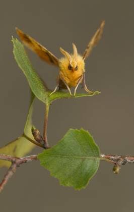 Creative Highlights World Eichen-Zackenrandspanner (Geometridae), Insekten, Motten, Schmetterlinge, Tiere, Andere Tiere, August Thorn (Ennomos quercinaria) adult, resting on birch Lincolnshire, England, September *** Oaks serrated edge tensioner Geometridae , Insects, moths, butterflies, Animals, other Animals, August Thorn Ennomos quercinaria adults RESTING ON Birch lincolnshire, England, September Copyright: imageBROKER/FLPAx/xPaulxHobson iblhoj05605063.jpg