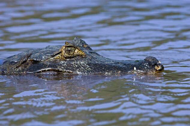 IMAGO Nature: Unsere Erde, Naturschutz, Naturschutzgebiete in Südamerika Kaiman, Brillenkaiman (Caiman crocodylus yacare), Pantanal, Brasilien, Südamerika *** caiman, Brillenkaiman Caiman Crocodylus yacare , pantal, Brazil, South America Copyright: imageBROKER/IngoxSchulz ibxisb08327509.jpg