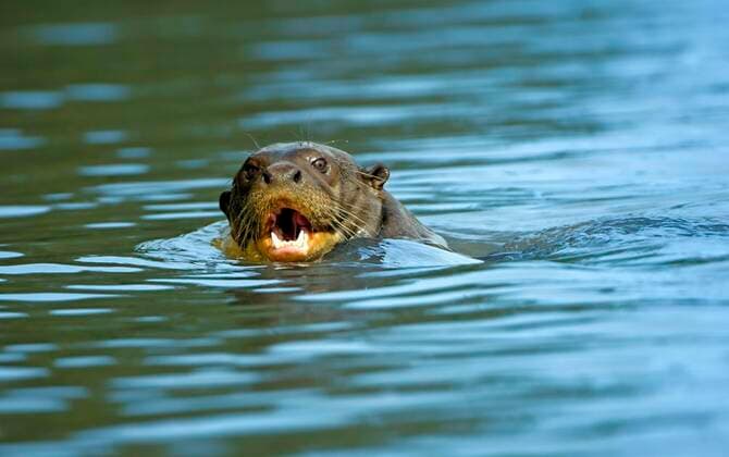  IMAGO Nature: Unsere Erde, Naturschutz, Naturschutzgebiete in Südamerika Creative Highlights World Riesenotter (Pteronula brasiliensis), Pantanal, Brasilien, Südamerika *** Giant Otter Pteronula brasiliensis , pantal, Brazil, South America Copyright: imageBROKER/IngoxSchulz ibxisb08327511.jpg