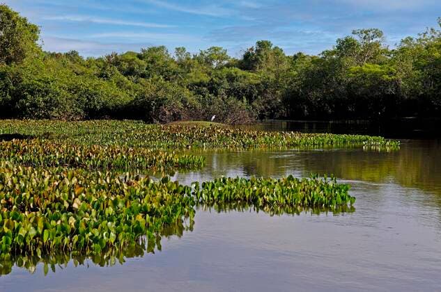 IMAGO Nature: Unsere Erde, Naturschutz, Naturschutzgebiete in Südamerika Typische Landschaft des Pantanal mit Wasserhyazinthen (Eichhornia), Brasilien, Südamerika *** typical Landscape of Pantanal with Wasserhyazinthen Eichhornia , Brazil, South America Copyright: imageBROKER/IngoxSchulz ibxisb08327523.jpg