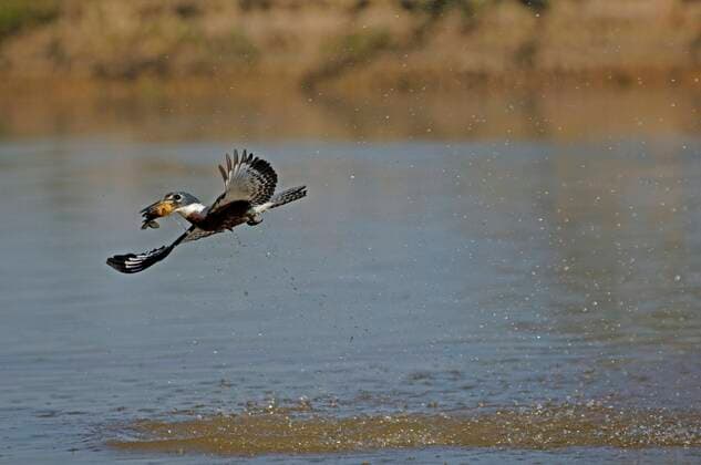 IMAGO Nature: Unsere Erde, Naturschutz, Naturschutzgebiete in Südamerika Rotbrustfischer (Ceryle torquata) mit erbeutetem Fisch, Pantanal, Brasilien, Südamerika *** Rotbrustfischer Ceryle torquata with erbeutetem Fish, pantal, Brazil, South America Copyright: imageBROKER/IngoxSchulz ibxisb08327541.jpg