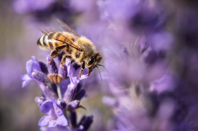 Creative Highlights World Eine Biene an einer Lavendelblüte auf einem Lavendelfeld. Vogtsburg im Kaiserstuhl Baden-Württemberg Deutschland *** A bee at a lavender flower on a lavender field Vogtsburg im Kaiserstuhl Baden Württemberg Germany