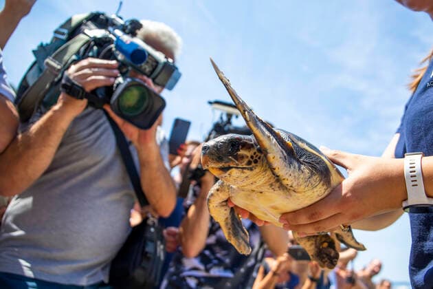 Entertainment Themen der Woche KW24 Entertainment Bilder des Tages Loggerhead sea turtle Victoria returned to the sea Loggerhead sea turtle Victoria was returned to the sea to mark World Sea Turtle Day at Ambrela Beach in Pula, Croatia, on June 17, 2022. he northern Adriatic is one of the most important habitats for loggerhead turtles, globally they are categorized as a sensitive species. SasaxMiljevic PIXSELL