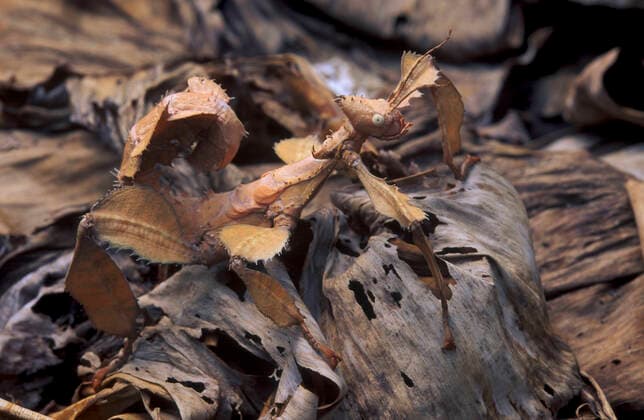IMAGO Nature: Unsere Erde, Tiere, Tierische Meister der Tarnung Maclay s stick insect (Extatosoma tiaratum) camouflaged in dead leaves. Captive.  1560069 JuanxxCarlosxMunoz