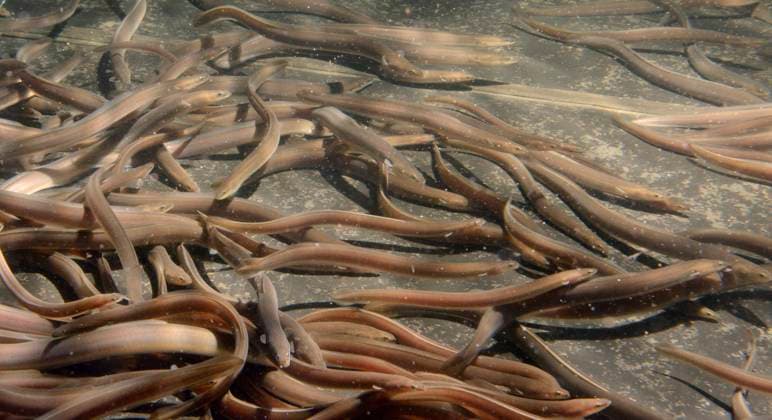 Natur, Tiere, Fische, Aal, Europäischer Aal, Anguilla anguilla European eel (Anguilla anguilla) elvers swimming in a large holding tank at UK Glass Eels, ahead of being reintroduced to a lake in Wales, Gloucester, UK, October 2016  1561802 NickxUpton